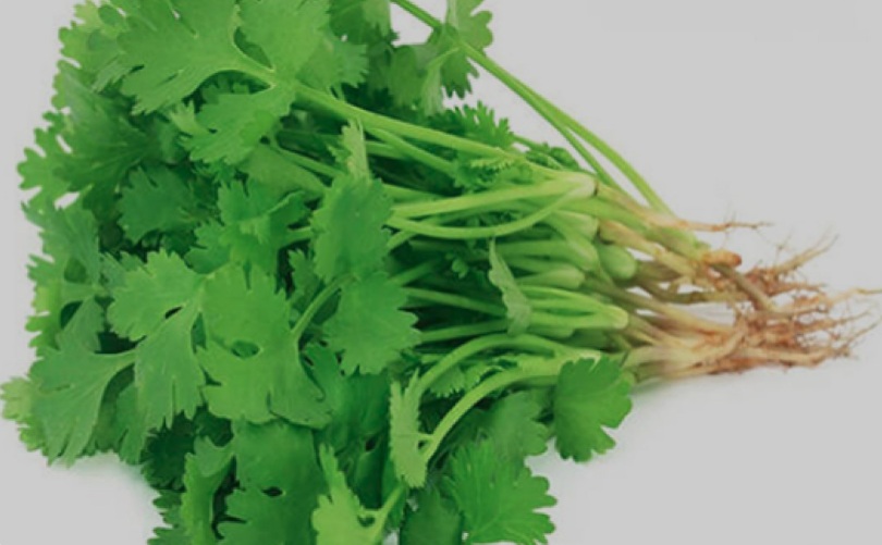 Coriander Leaves